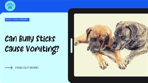 Can sticks make dogs sick?