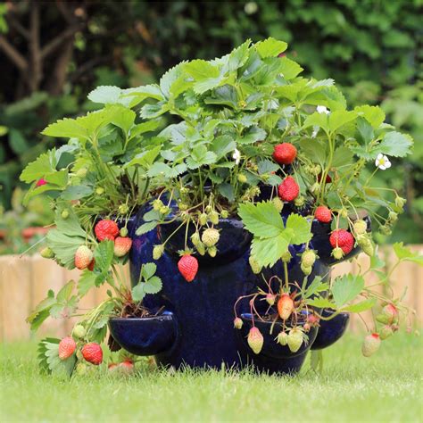 Can strawberries be grown in pots?