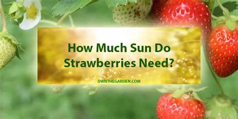 Can strawberries get too much sun?
