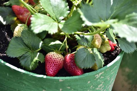 Can strawberries survive winter in pots?