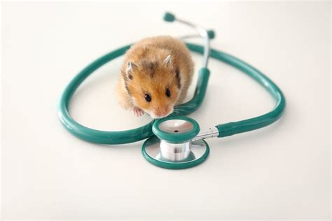 Can stress make a hamster sick?