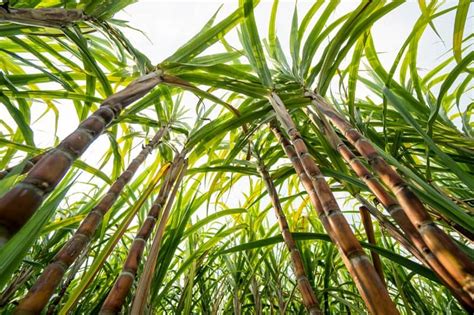 Can sugarcane grow in darkness?