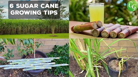 Can sugarcane grow with ice?