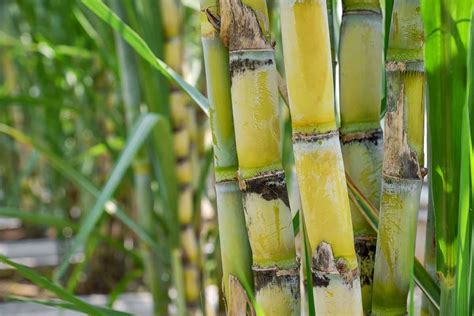 Can sugarcane grow with salt water?
