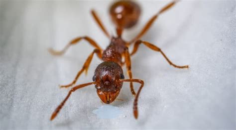 Can sweat attract ants?