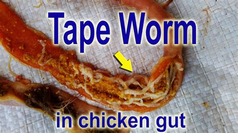 Can tapeworms live in frozen food?