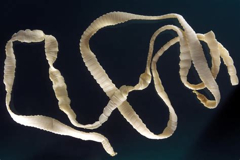 Can tapeworms survive saltwater?