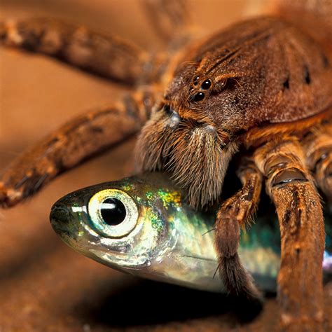 Can tarantulas eat fish?