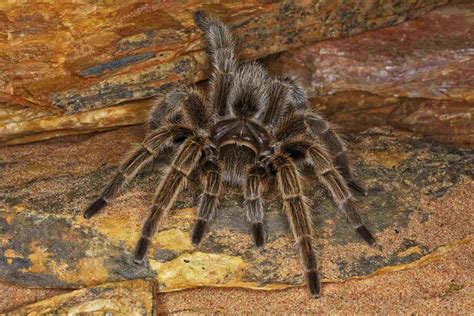 Can tarantulas live for 20 years?