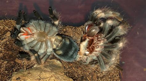 Can tarantulas molt right side up?