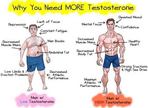 Can testosterone make you handsome?