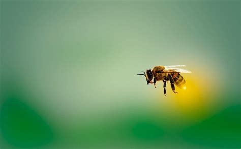 Can the average person outrun a bee?