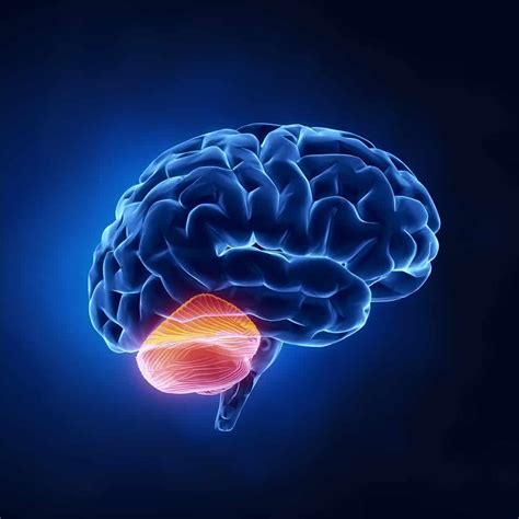 Can the brain control balance?