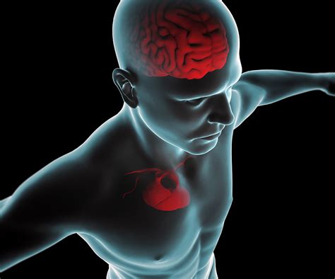 Can the brain control heart beat?
