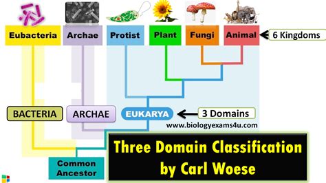 Can there be 3 domains?