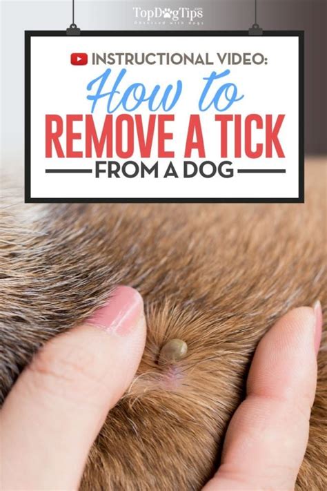 Can ticks fall off naturally?