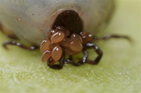 Can ticks lay eggs in bed?