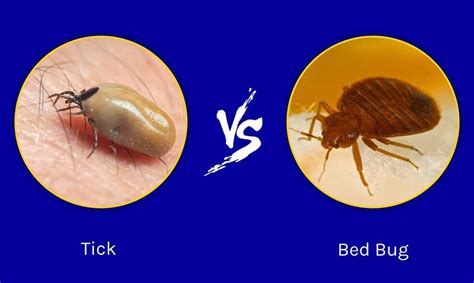 Can ticks live in a bed?