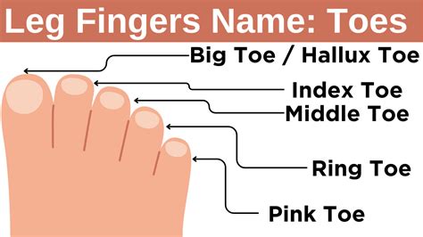 Can toes be called fingers?
