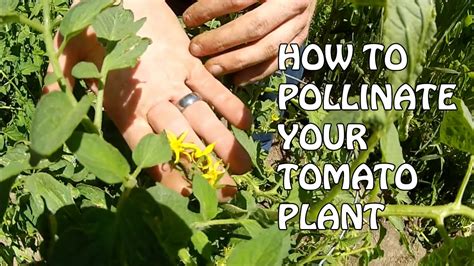 Can tomatoes cross pollinate with potatoes?