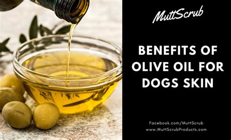 Can too much olive oil hurt a dog?