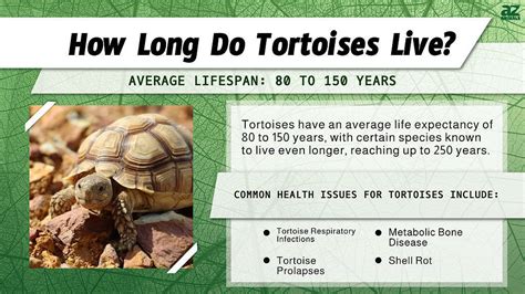 Can tortoise live for 1,000 years?