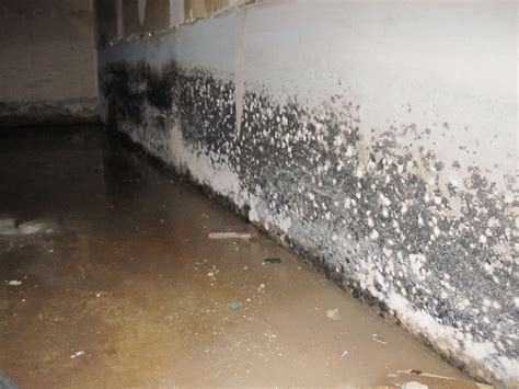 Can toxic black mold grow on concrete?