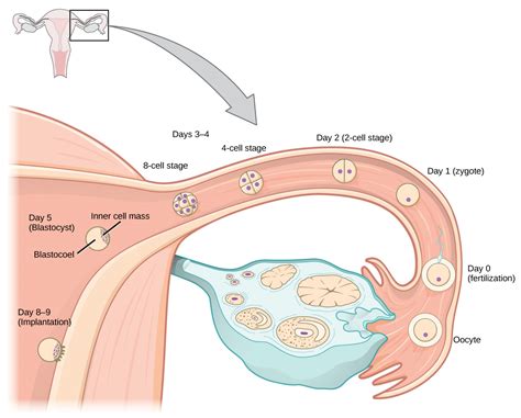 Can travel affect ovulation?