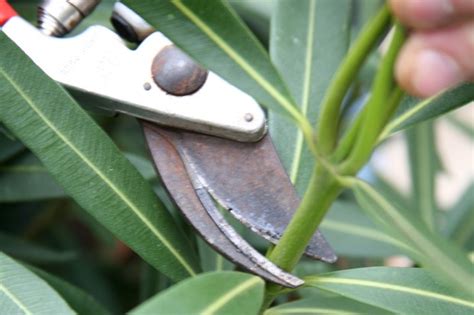 Can trimming oleander make you sick?