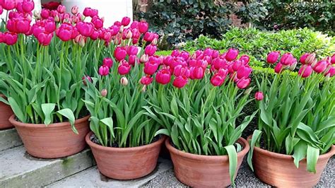 Can tulips grow indoors?