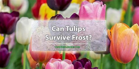 Can tulips survive?