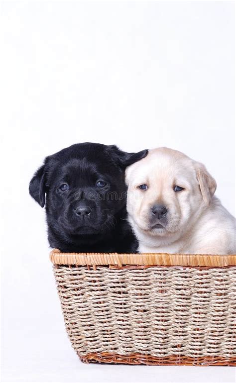 Can two black dogs have a white puppy?