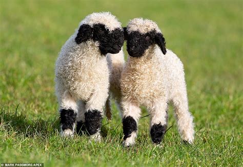 Can two black sheep have a white lamb?