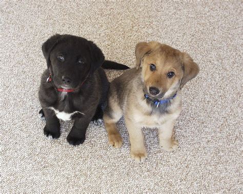 Can two brown dogs have black puppies?