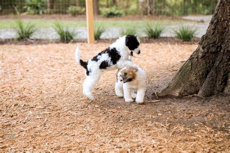 Can two dominant female dogs get along?