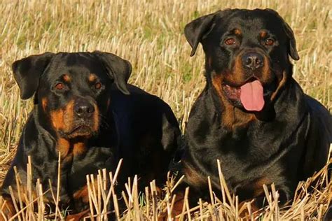 Can two female Rottweilers live together?