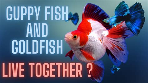 Can two male goldfish live together?