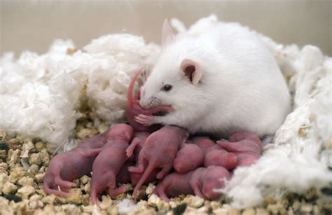 Can two male mice have a baby?