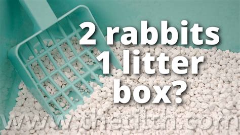 Can two rabbits share the same food bowl?