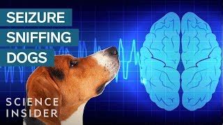 Can untrained dogs detect seizures?