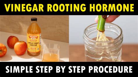 Can vinegar be used as rooting hormone?