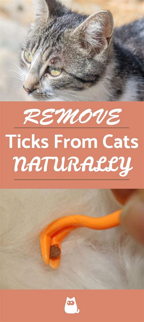 Can vinegar remove ticks from cats?