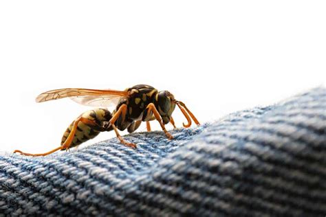 Can wasp sting through clothes?