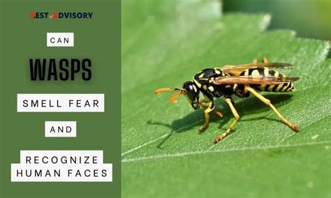 Can wasps detect fear?