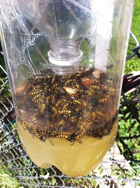 Can wasps escape a wasp trap?