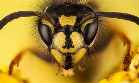 Can wasps feel anger?