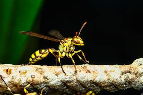 Can wasps hold a grudge?