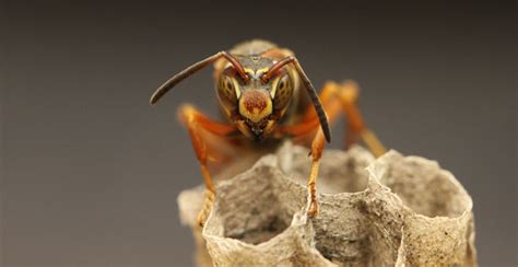 Can wasps remember human faces?