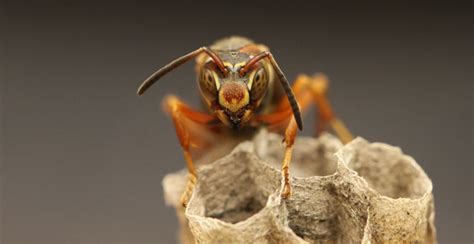 Can wasps remember peoples faces?