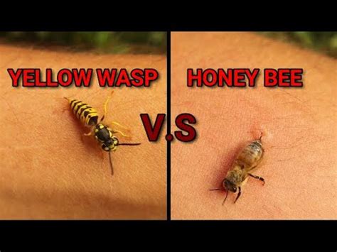 Can wasps shoot their stingers?